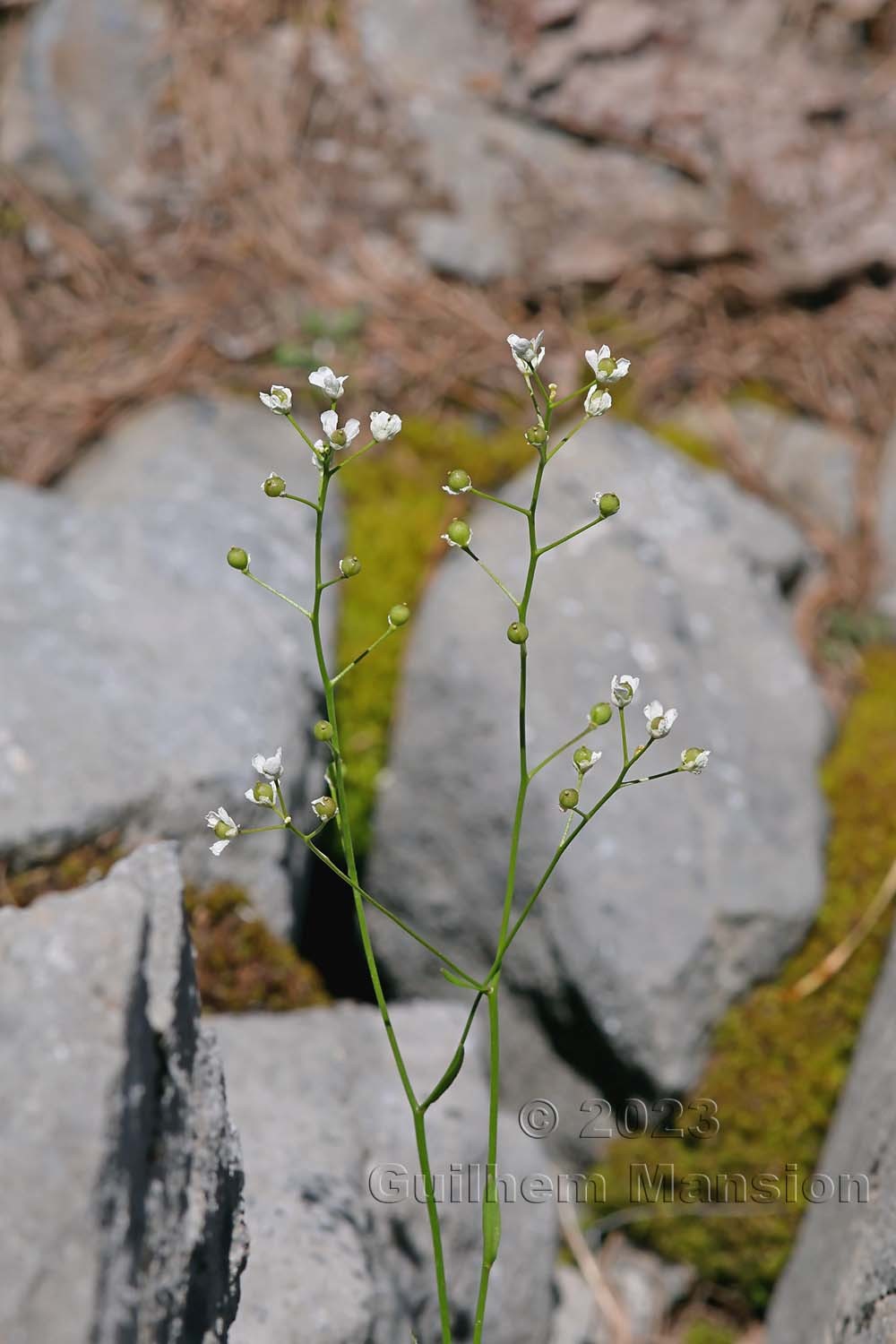 Kernera saxatilis