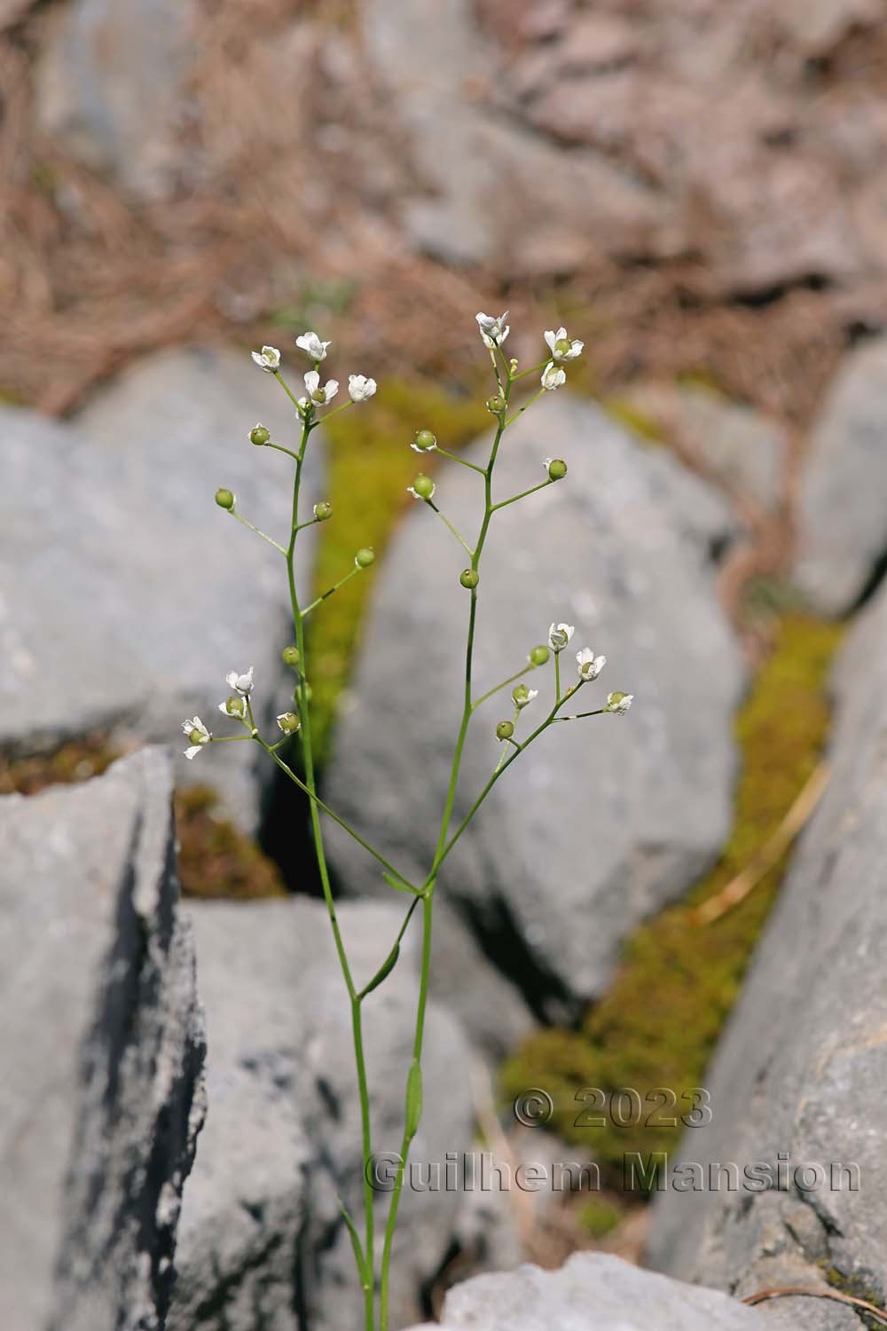 Kernera saxatilis