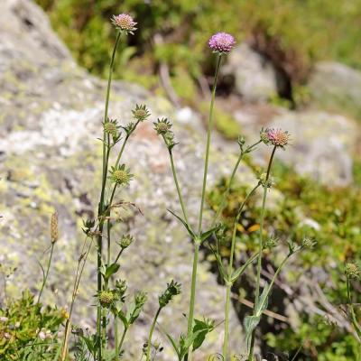 Knautia dipsacifolia