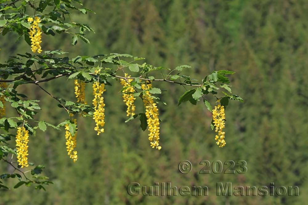 Laburnum alpinum