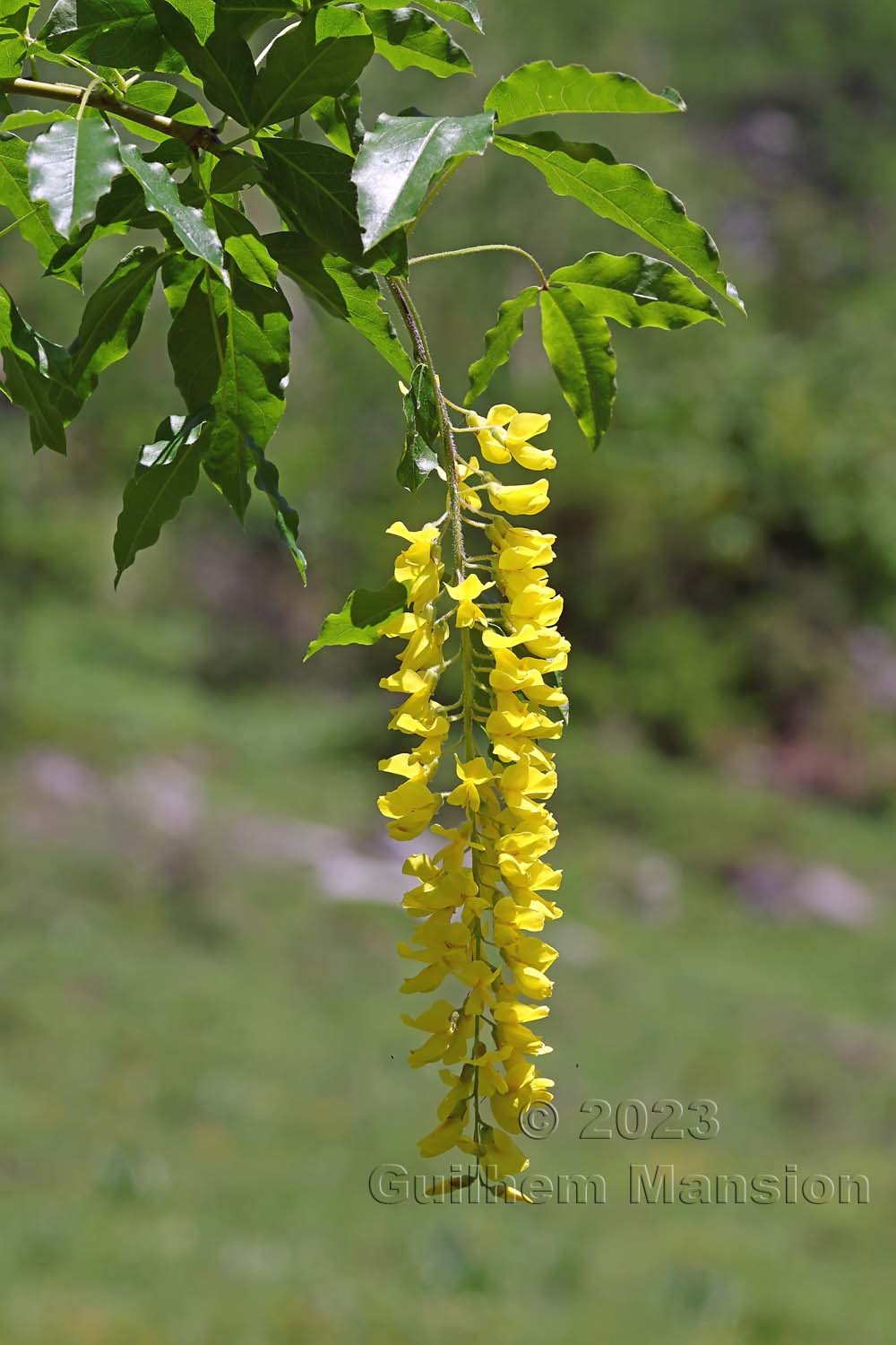 Laburnum alpinum