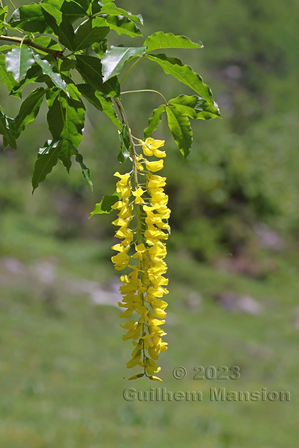 Laburnum alpinum