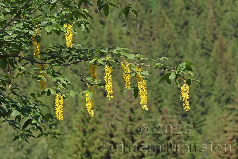 Laburnum alpinum