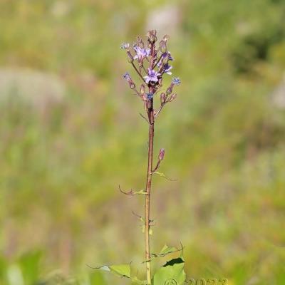 Cicerbita alpina