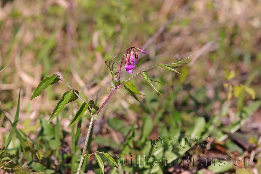 Lathyrus vernus