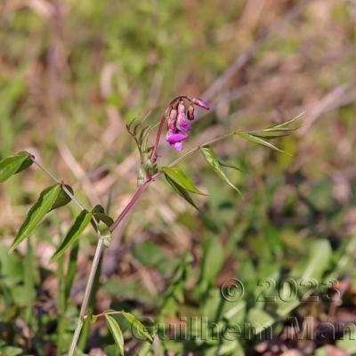 Lathyrus vernus