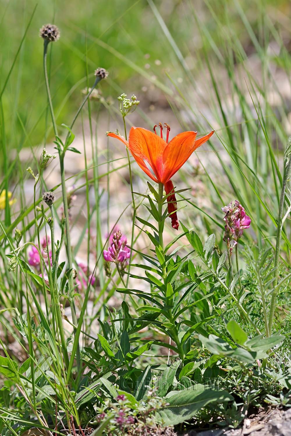 Lilium bulbiferum subsp. croceum