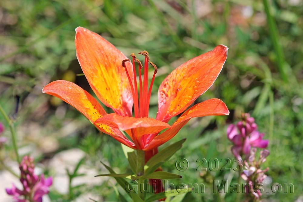 Lilium bulbiferum subsp. croceum