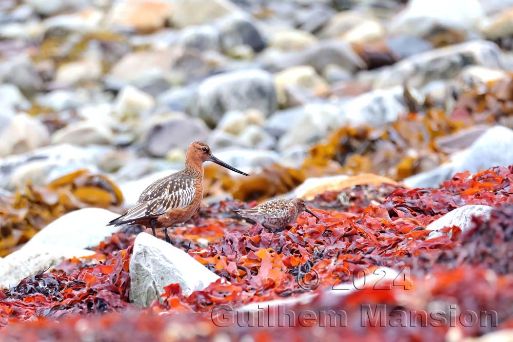 Limosa lapponica - Barge rousse