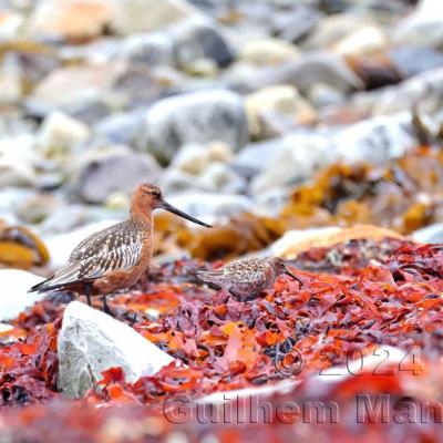 Limosa lapponica - Bar-tailed Godwit