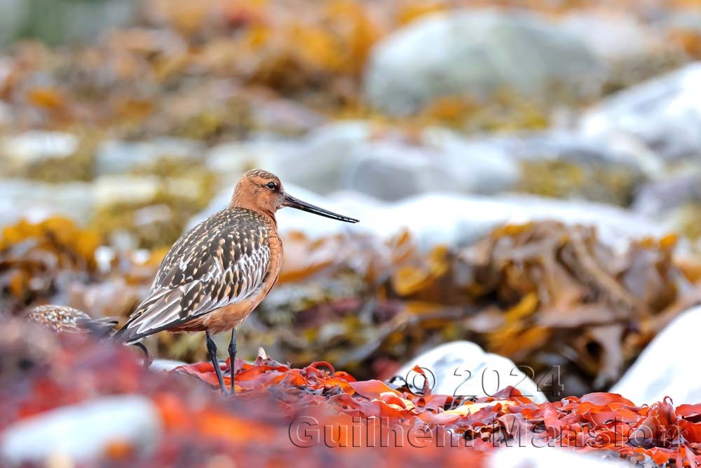 Limosa lapponica - Barge rousse