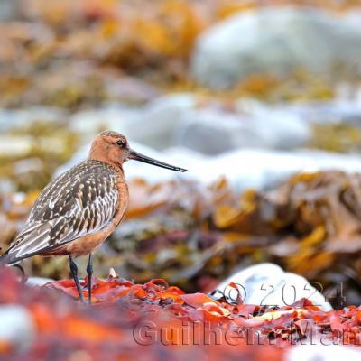 Limosa lapponica - Bar-tailed Godwit