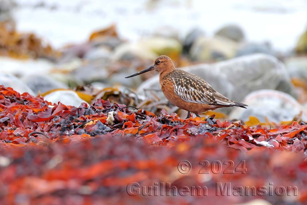 Limosa lapponica - Barge rousse