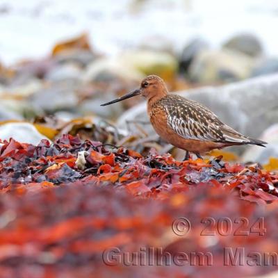 Limosa lapponica - Bar-tailed Godwit