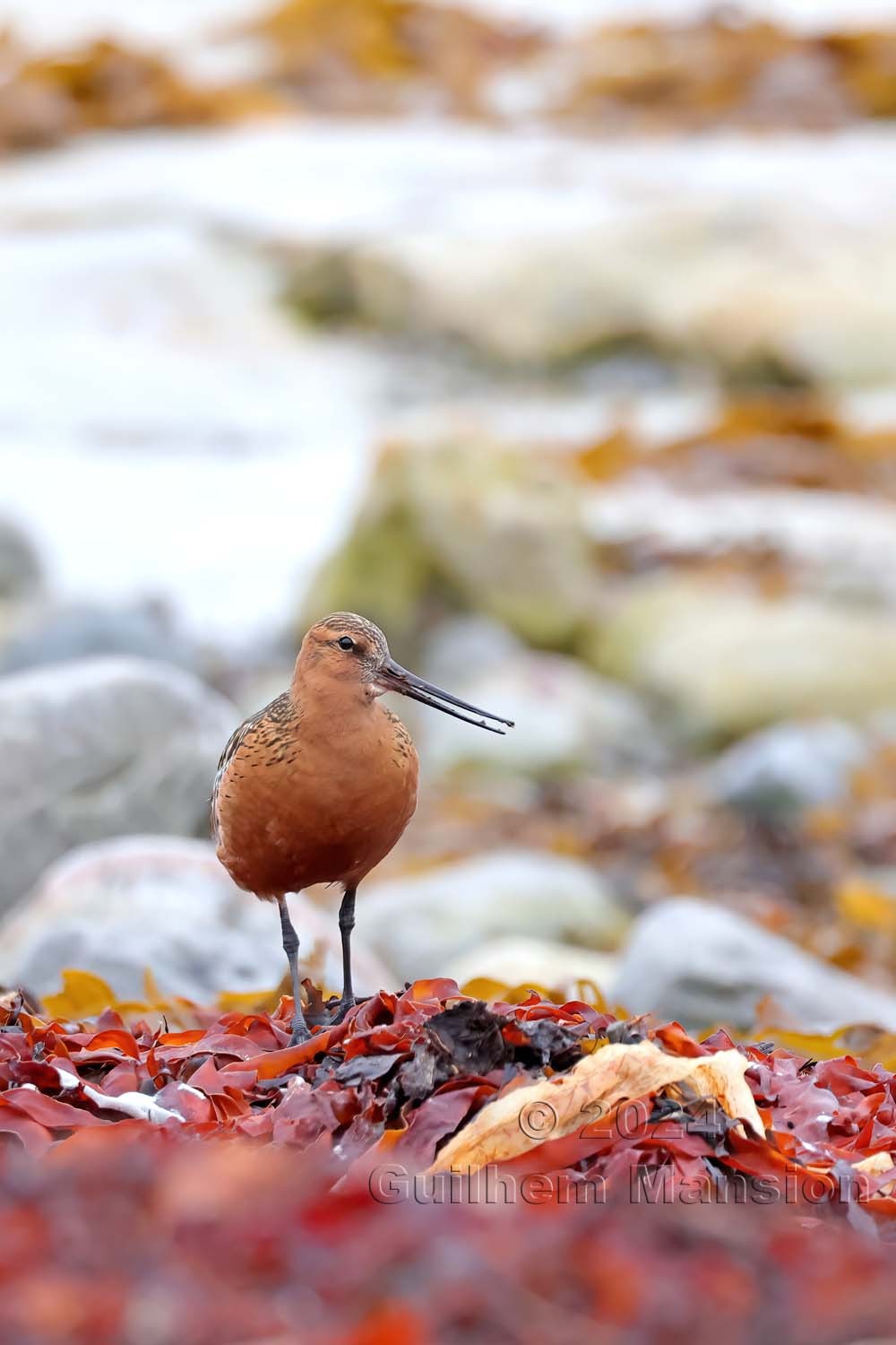 Limosa lapponica - Barge rousse