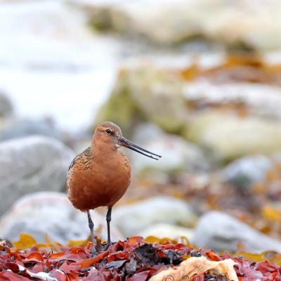 Limosa lapponica - Bar-tailed Godwit