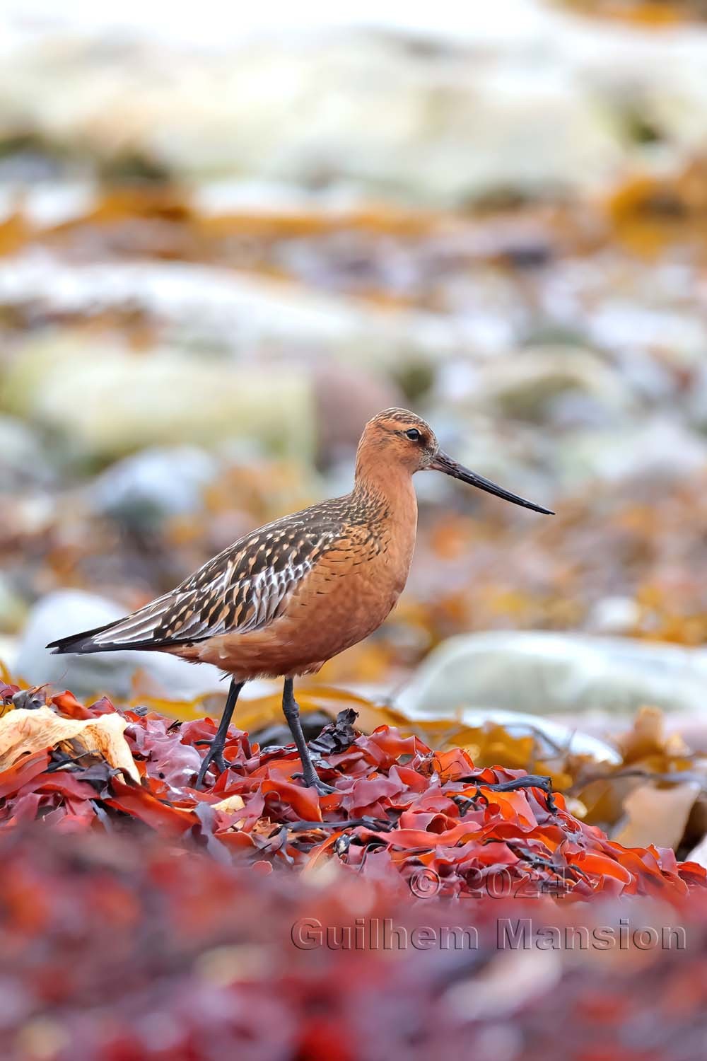 Limosa lapponica - Bar-tailed Godwit