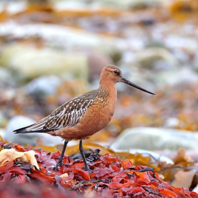 Limosa lapponica - Bar-tailed Godwit