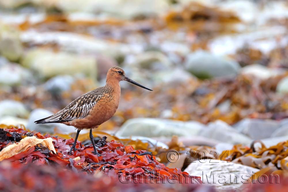 Limosa lapponica - Barge rousse