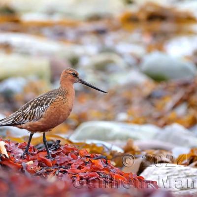 Limosa lapponica - Bar-tailed Godwit