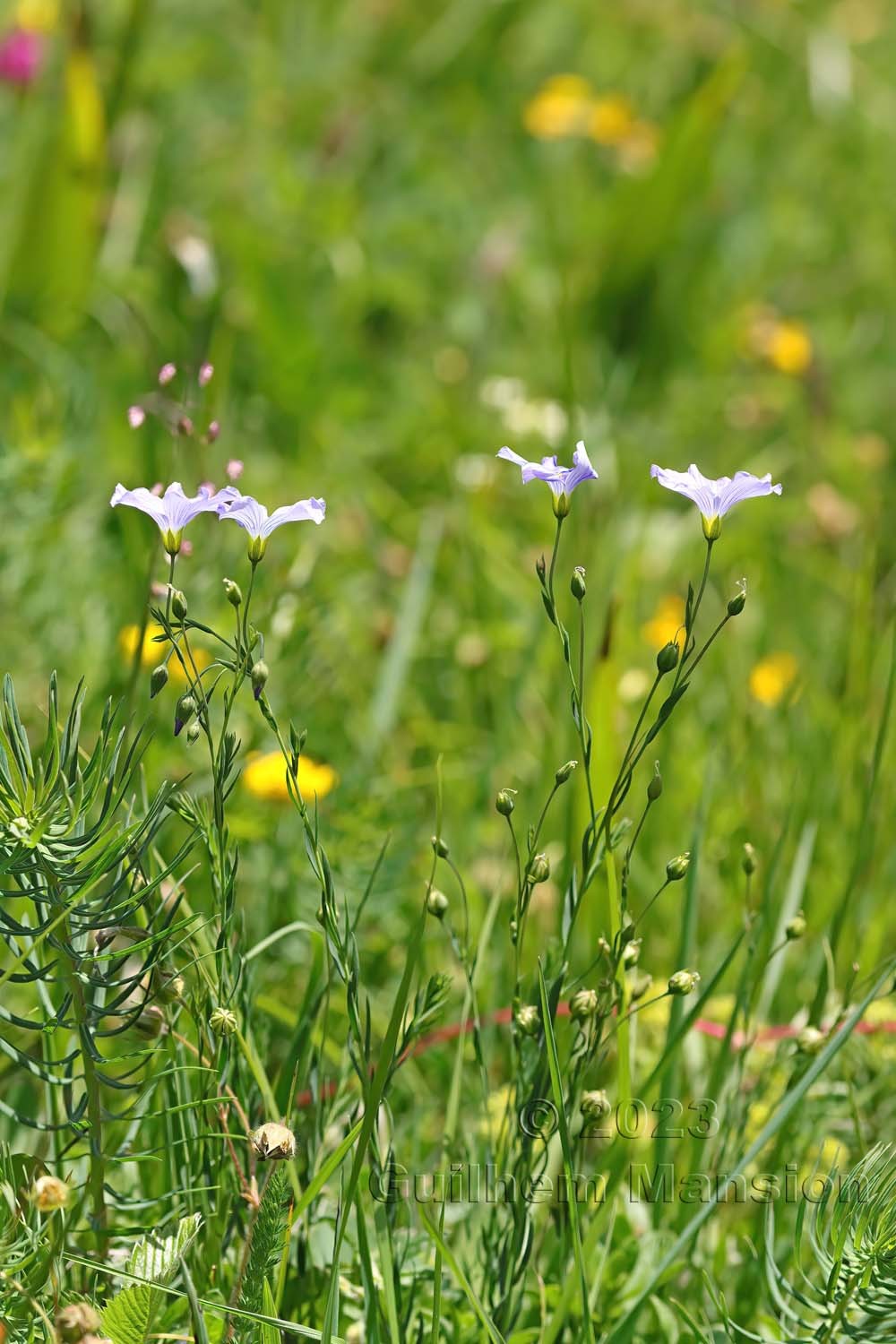 Linum alpinum