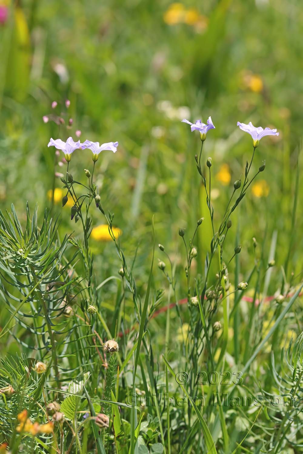 Linum alpinum