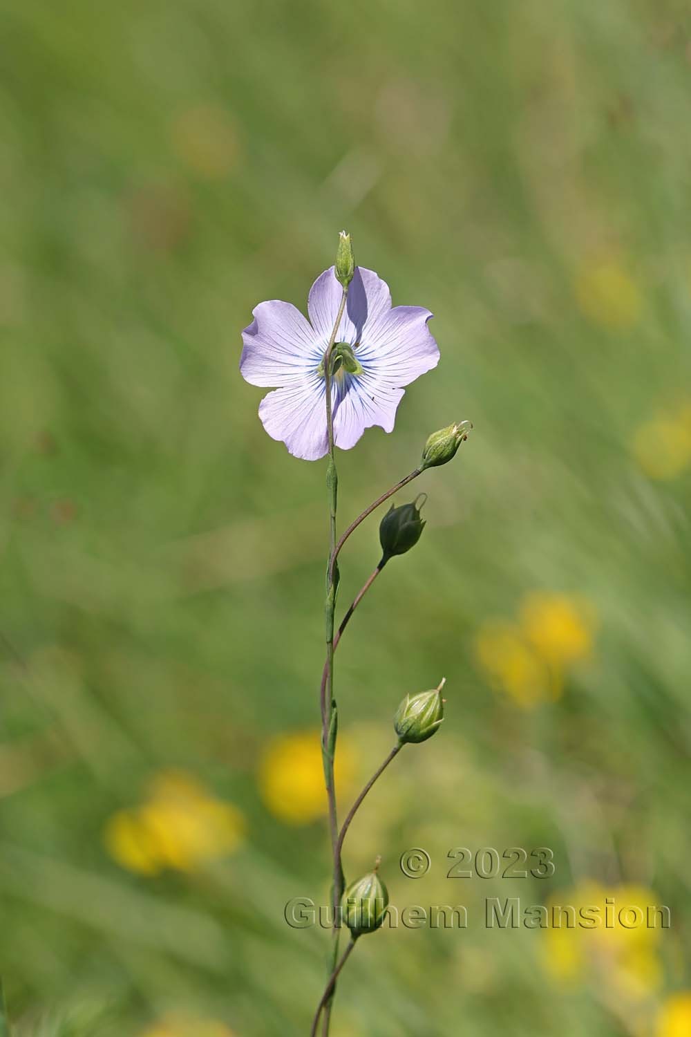 Linum alpinum