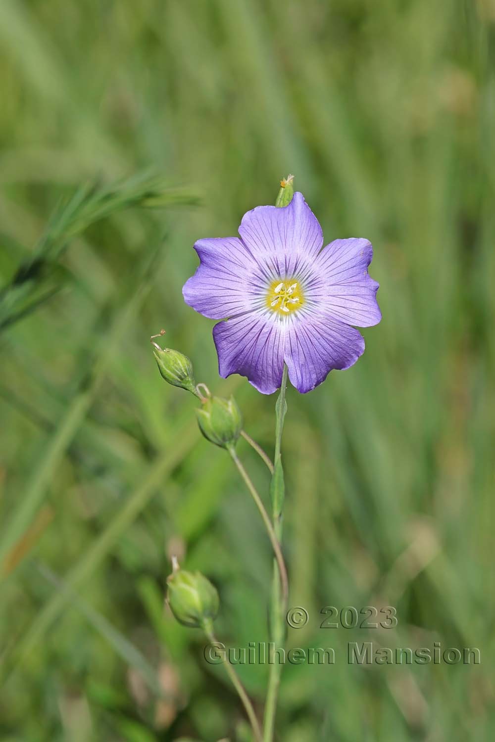 Linum alpinum