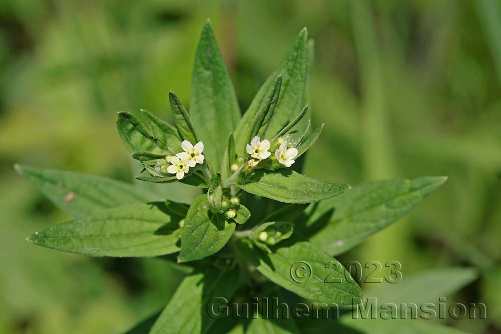 Lithospermum officinale