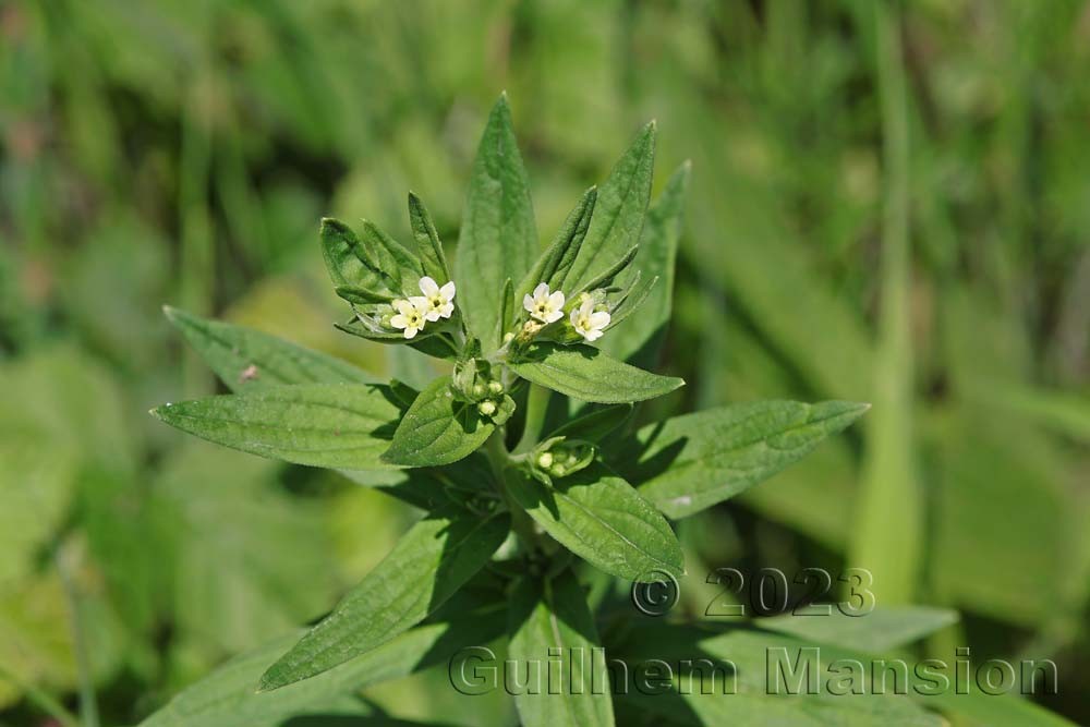 Lithospermum officinale