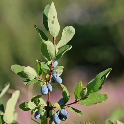 Lonicera caerulea