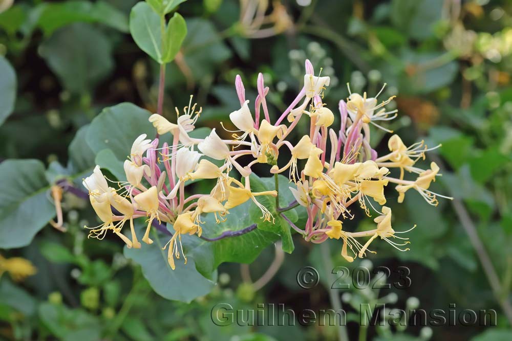 Lonicera etrusca