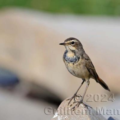 Luscinia svecica - Bluethroat