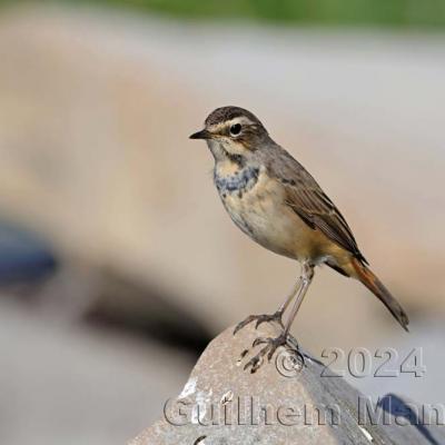 Luscinia svecica - Bluethroat