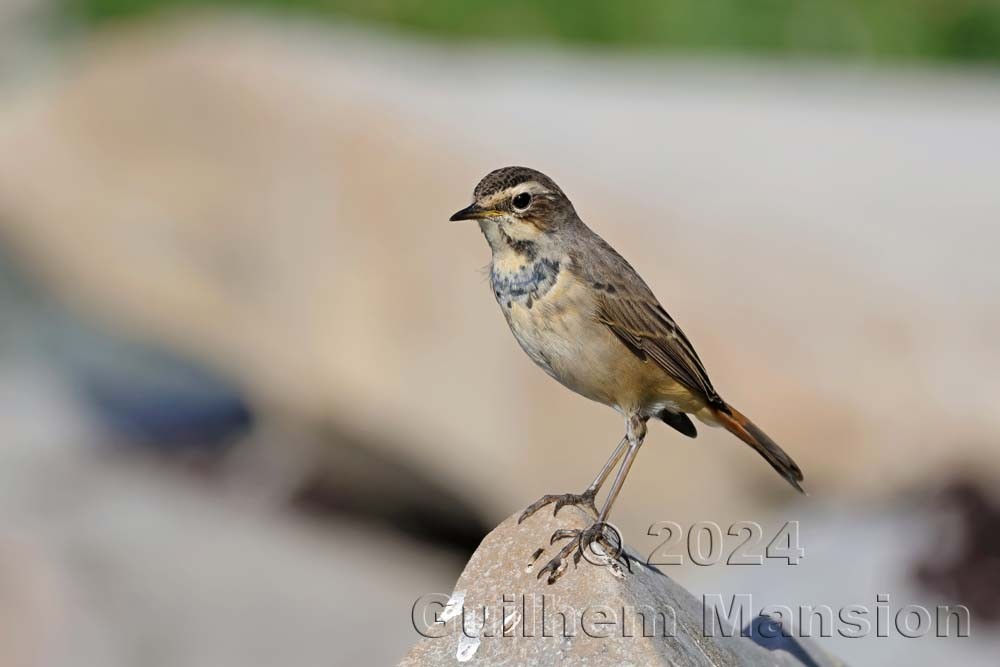 Luscinia svecica - Bluethroat