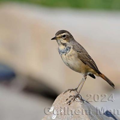 Luscinia svecica - Bluethroat