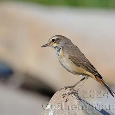 Luscinia svecica - Bluethroat