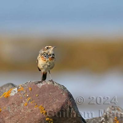 Luscinia svecica - Bluethroat