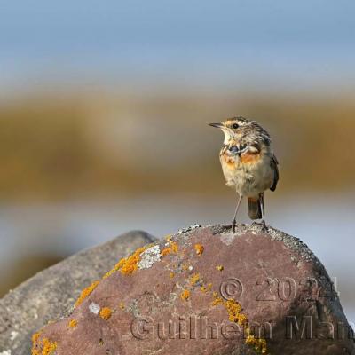 Luscinia svecica - Bluethroat