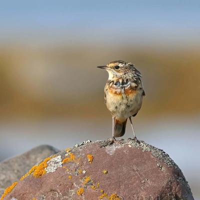 Luscinia svecica - Bluethroat