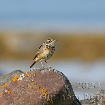 Luscinia svecica - Bluethroat