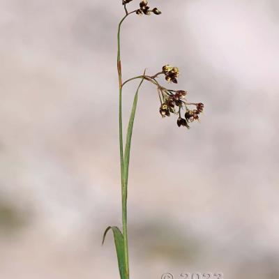 Luzula alpino-pilosa