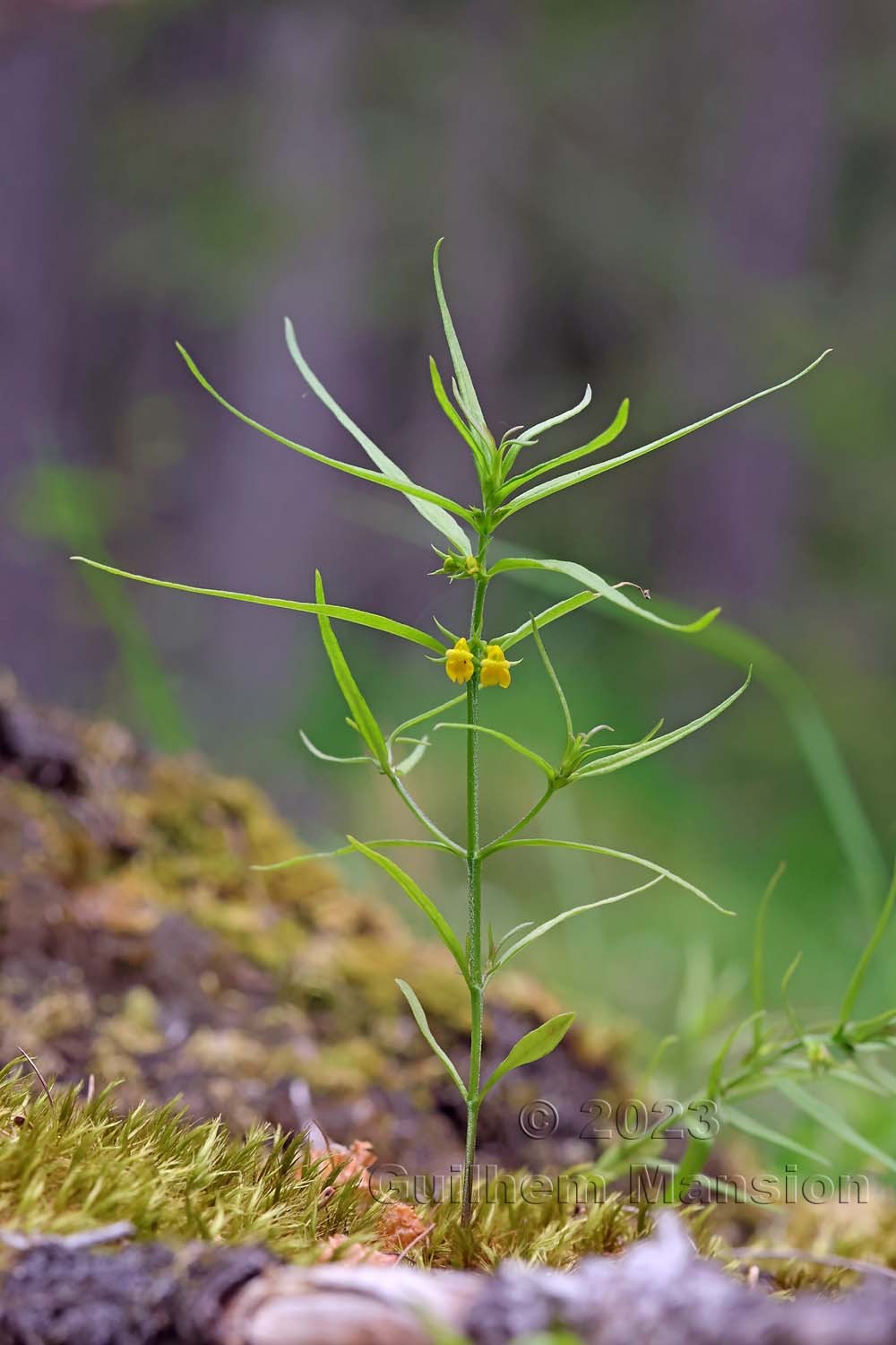 Melampyrum sylvaticum