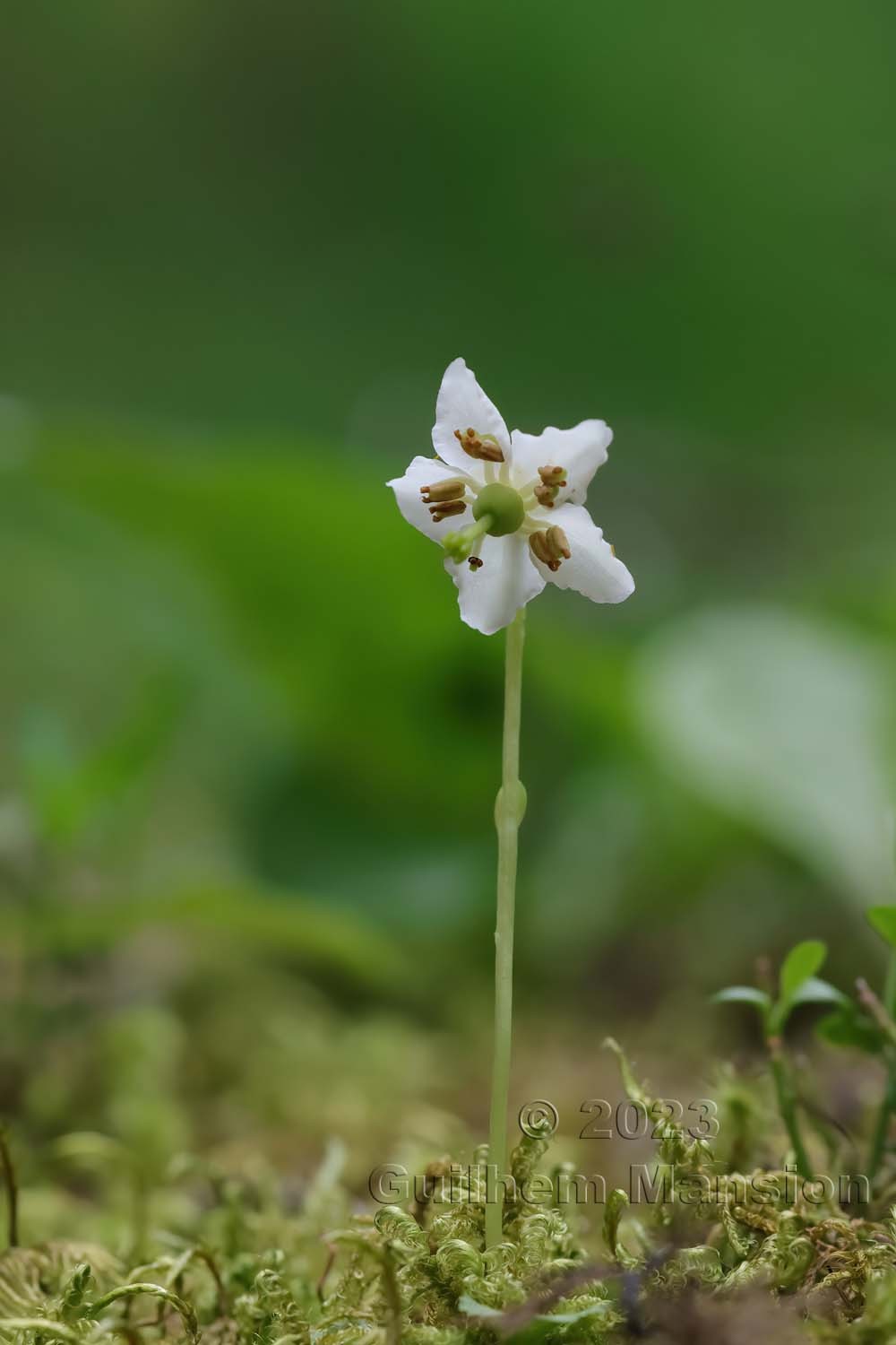 Moneses uniflora