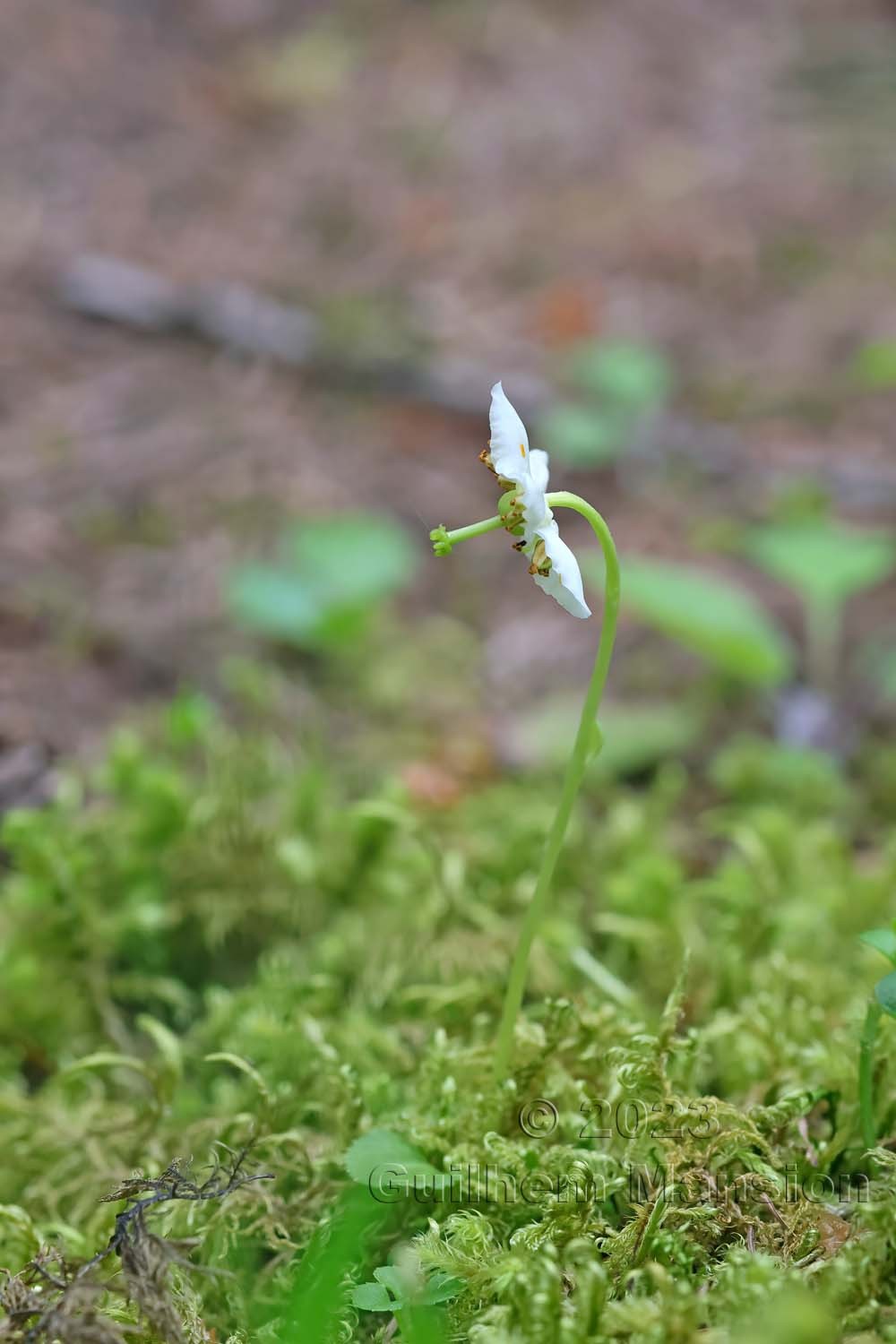 Moneses uniflora