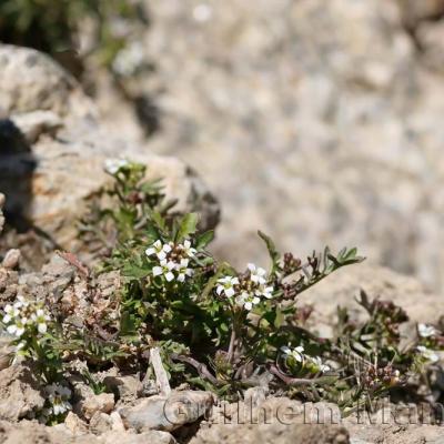 Murbeckiella pinnatifida