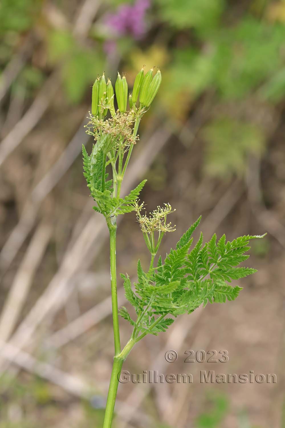 Myrrhis odorata