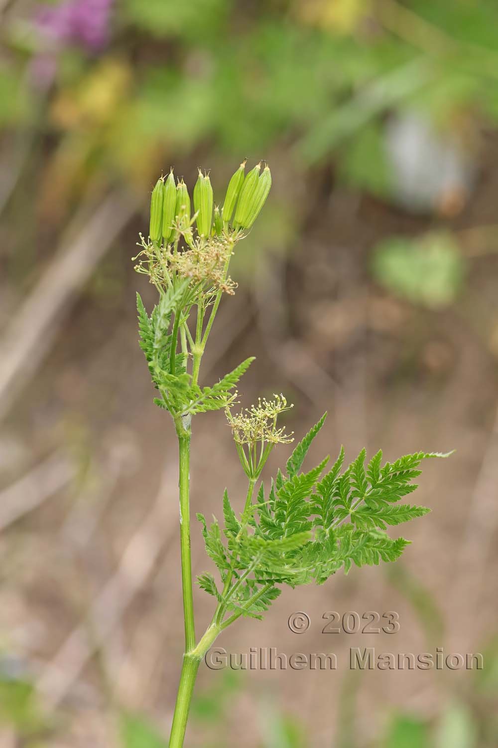 Myrrhis odorata