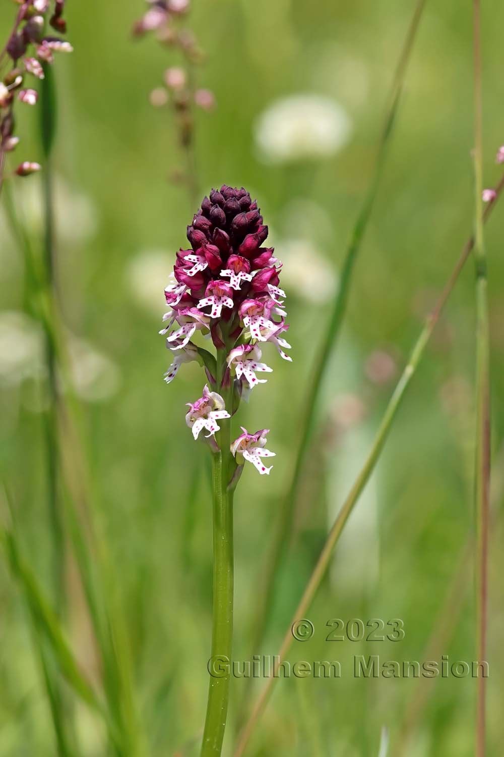 Neotinea ustulata