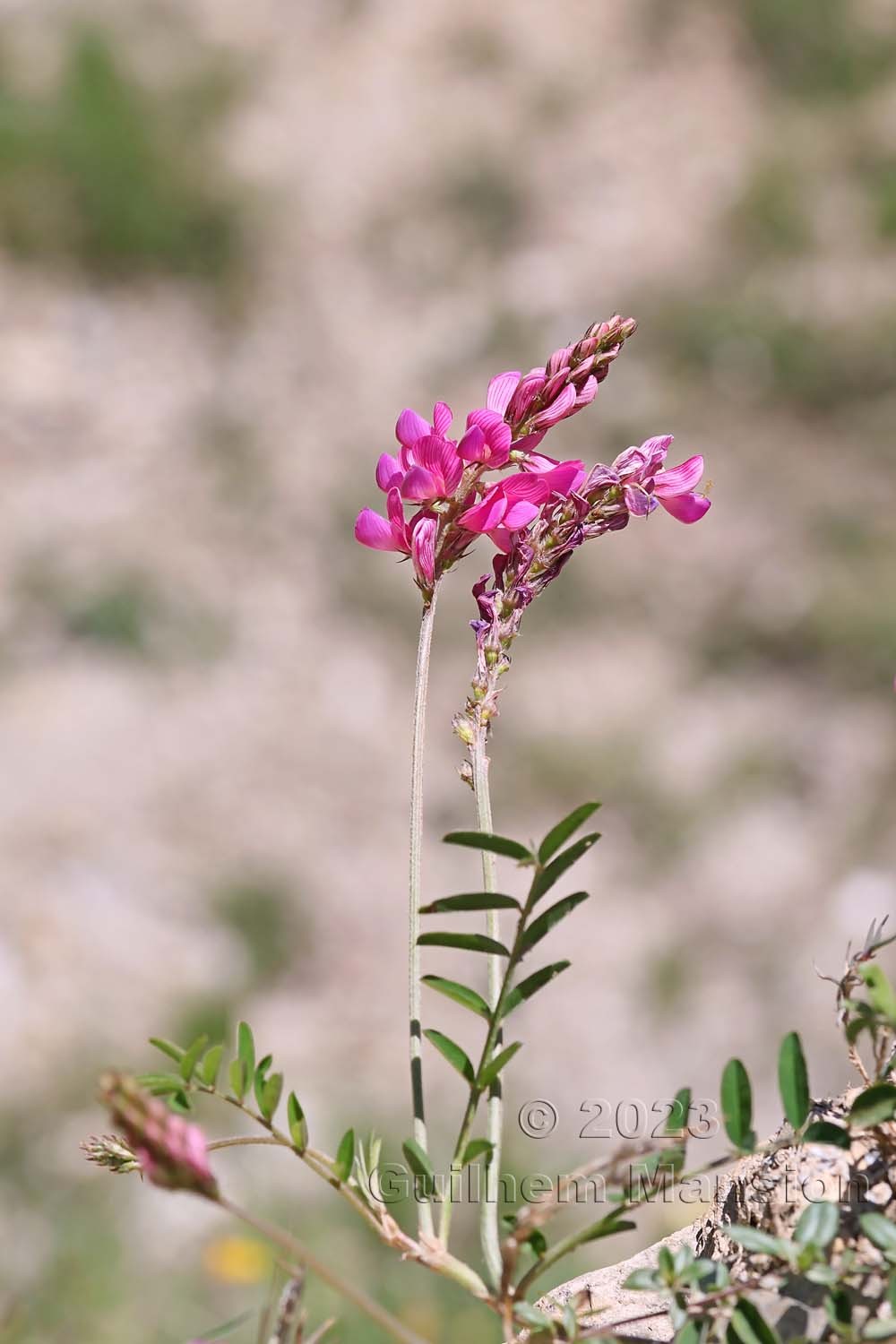 Onobrychis montana